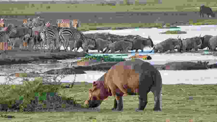 Lake Manyara National Park, Tanzania