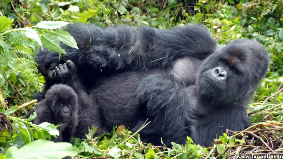 Track chimps and gorillas in Bwindi Forest
