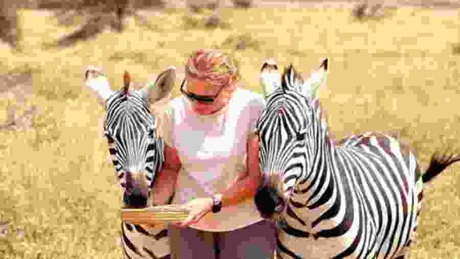 Zebras