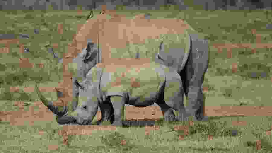 Southern white rhino Mother and Calf