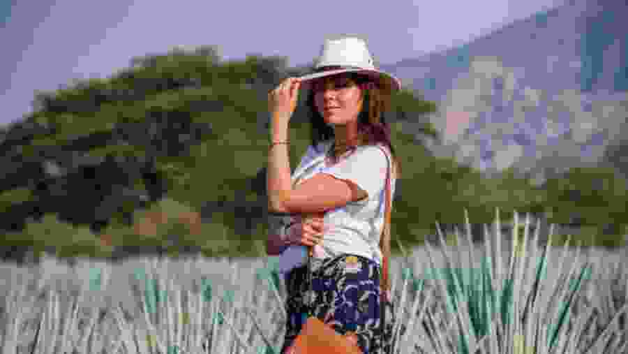 Blue Agave Fields