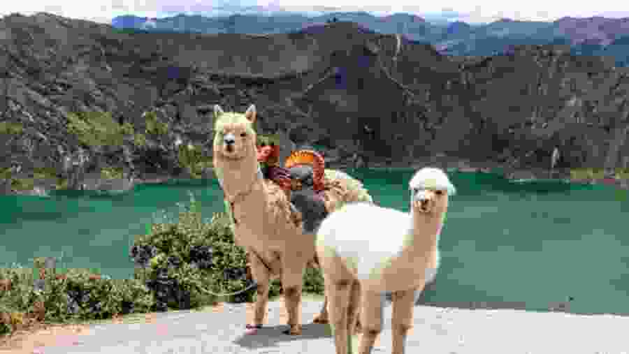 Alpaca