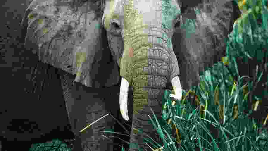 Elephant