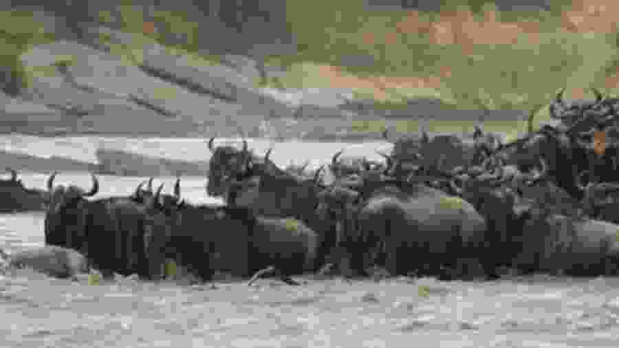 Wildebeest migration in the Mara River