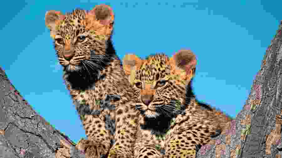 Leopard Cubs