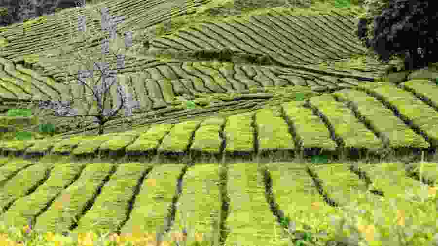 A Tea Plantation