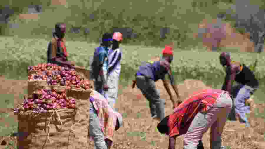 Visit the plantations around Materuni Village