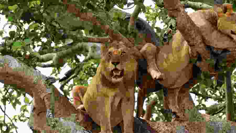 Tree-Climbing Lions
