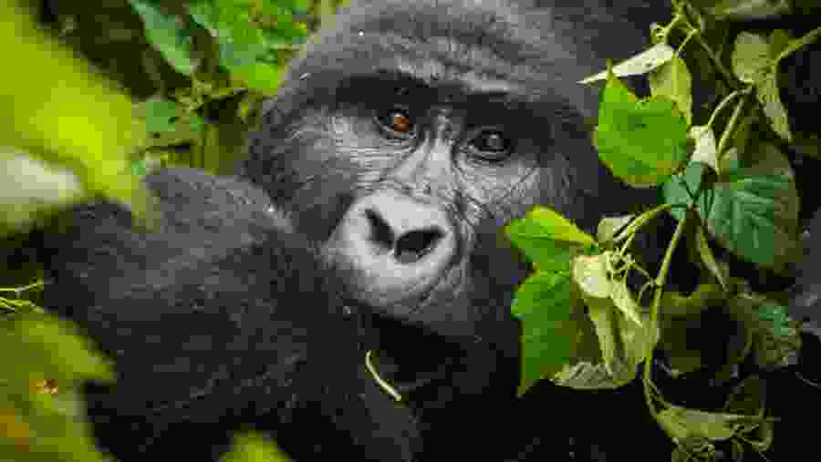 Gorilla