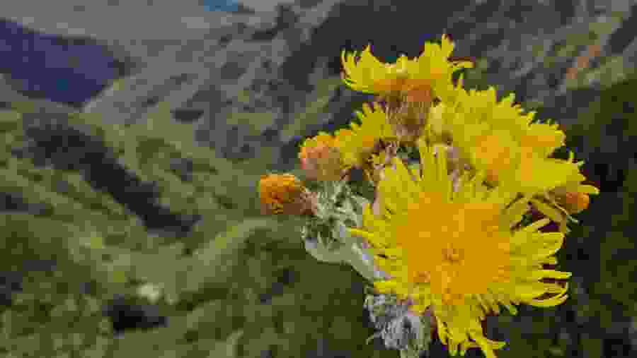 Anaga Biosphere Reserve