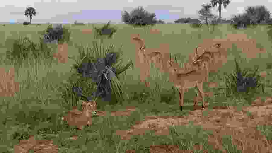 Wildlife seen on safari