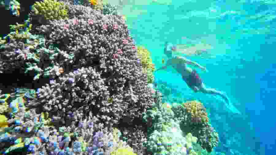 Travellers snorkelling in the Red Sea