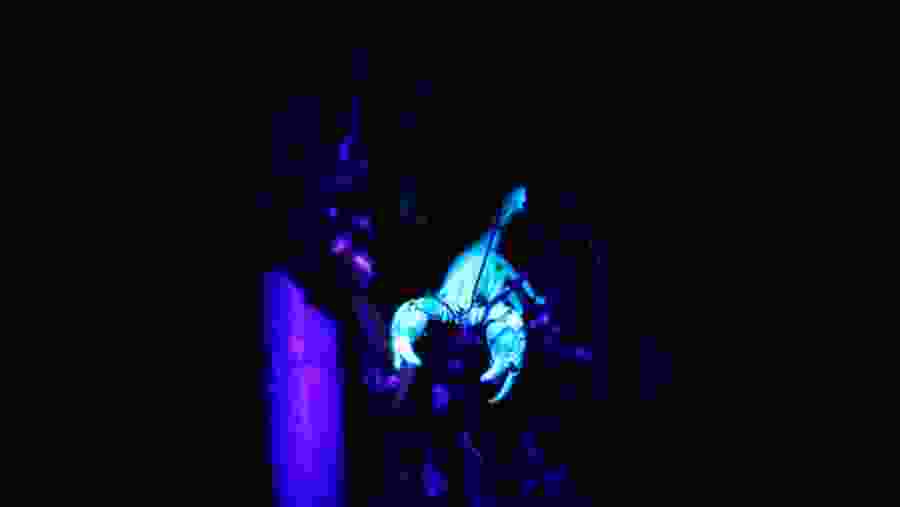 Nocturnal View in Colombo