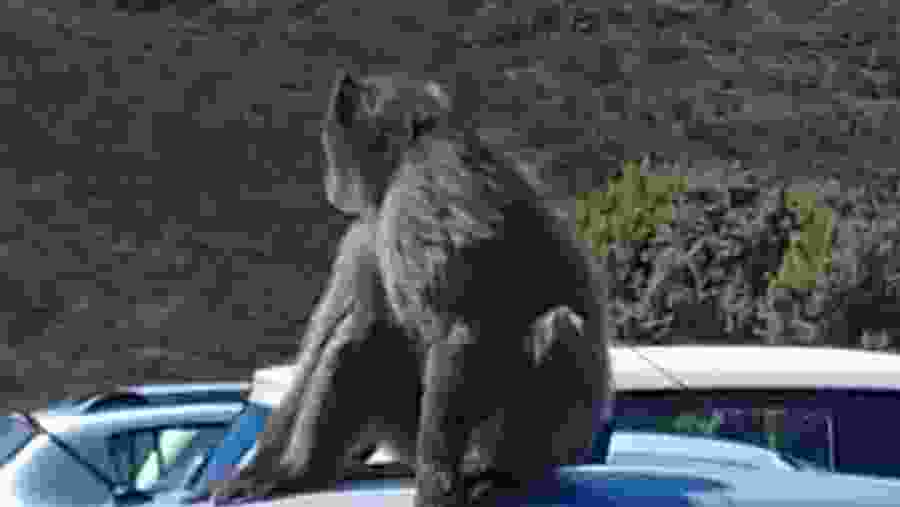 Wildlife in Cape Town