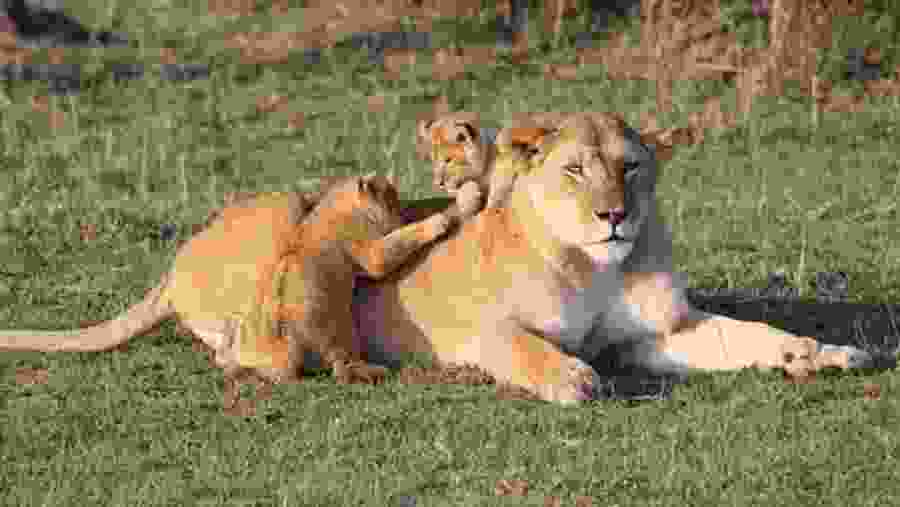 A lioness and her cubs at Mikumi National Park