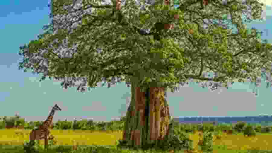 Spot the majestic wildlife