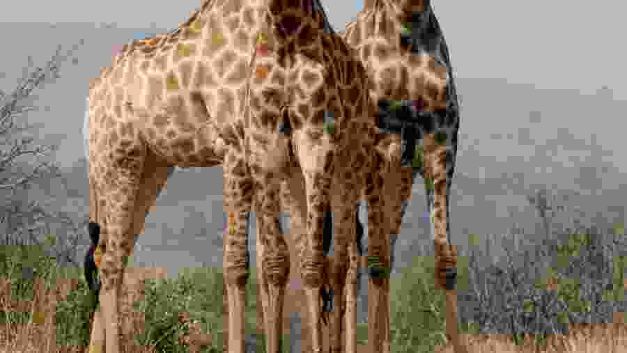 Masai Giraffe