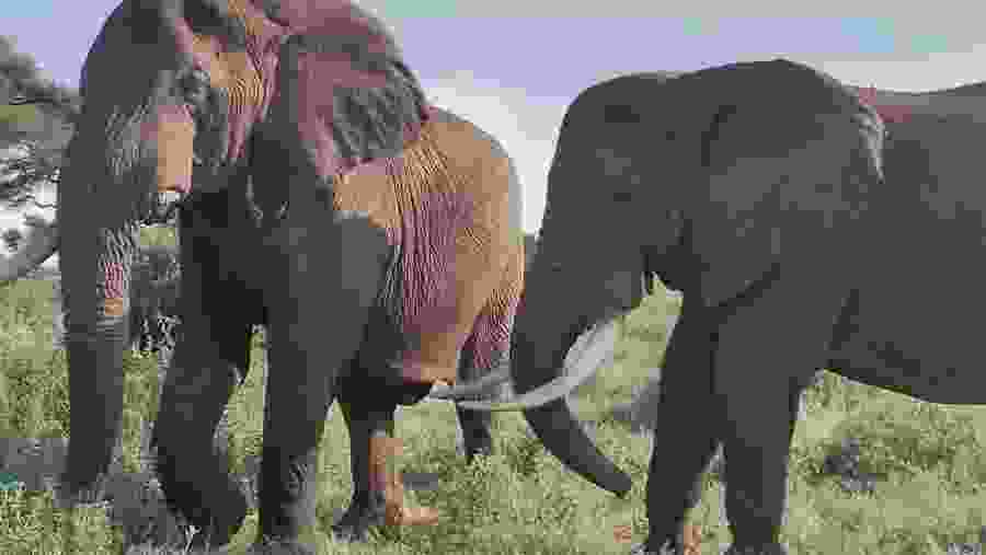 Wildlife at Kenya's National Parks