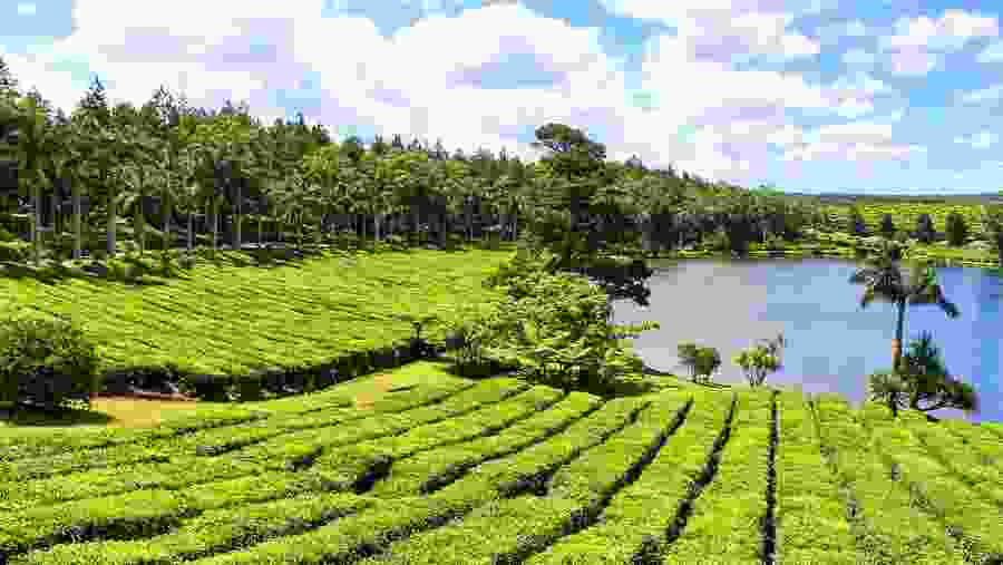 Scenic South Mauritius Tour