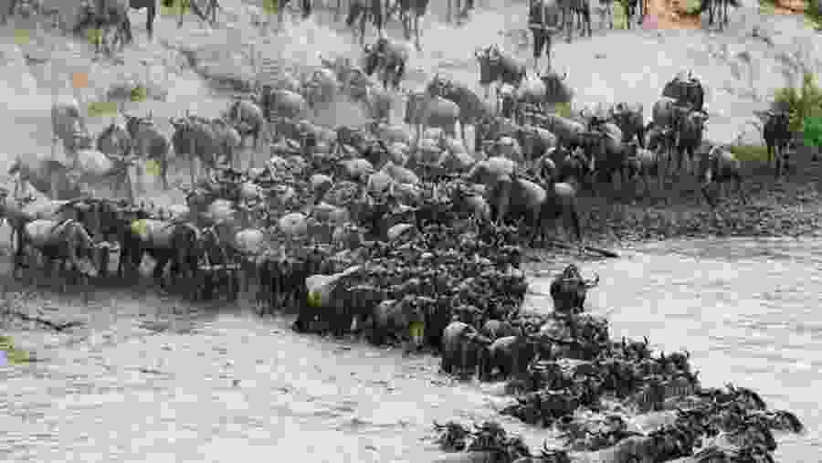 Spot the Wildebeest Migration