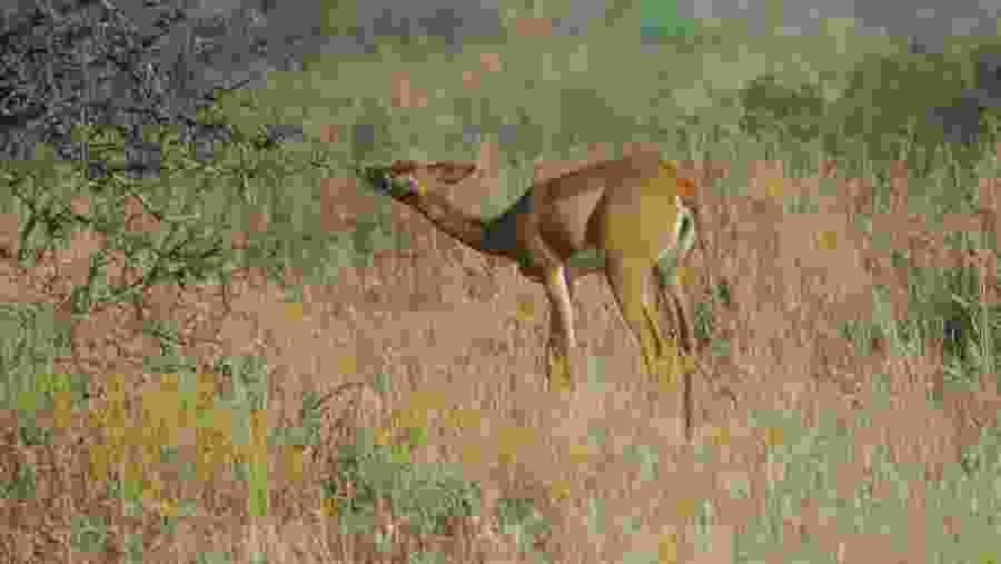 Gerenuk in Samburu