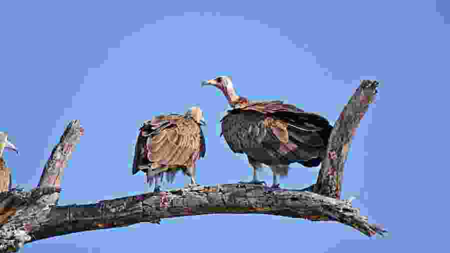 Chobe National Park