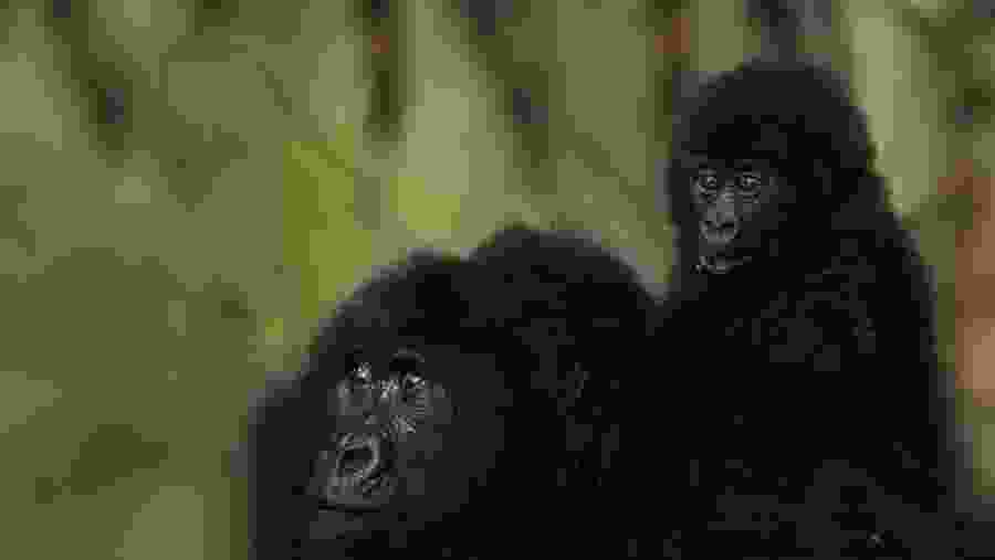 Mother Gorilla at Bwindi NP