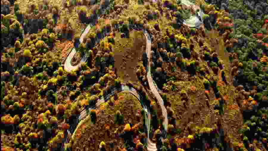 Zigzag Road Between Trees