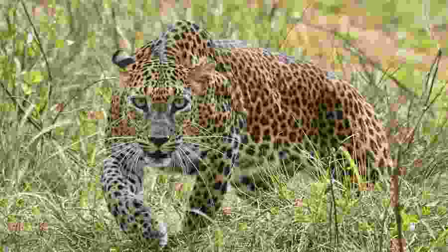 Minneriya National Park