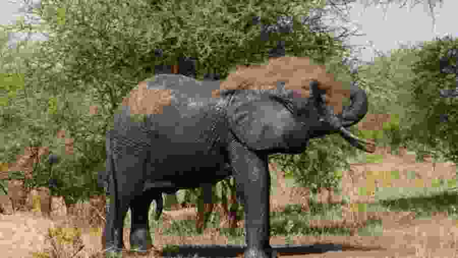 Sight the Giant Elephants