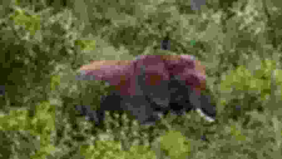 Spot the majestic elephant