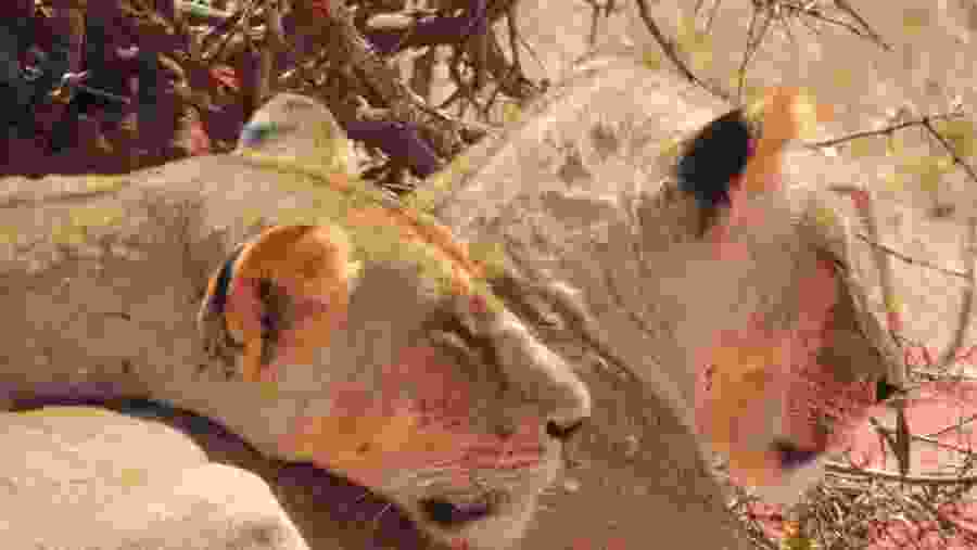 Lions at Masai Mara