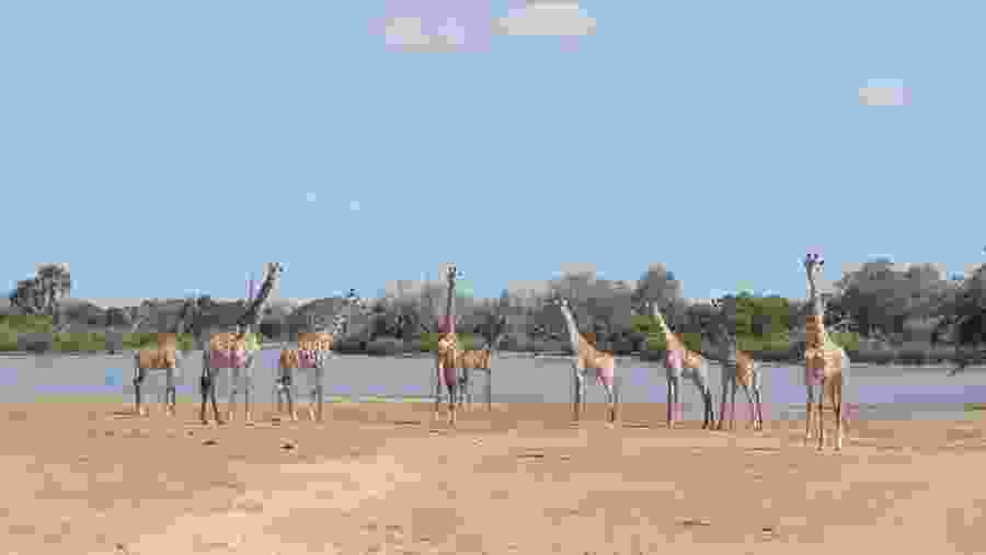 Giraffes at Mikumi National Park