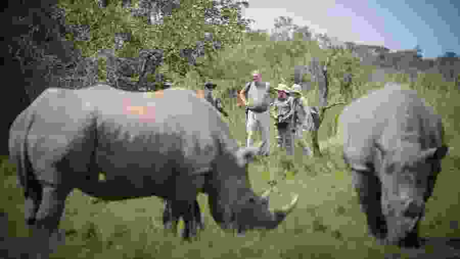 Rhino Tracking at Zziwa Rhino Sanctuary