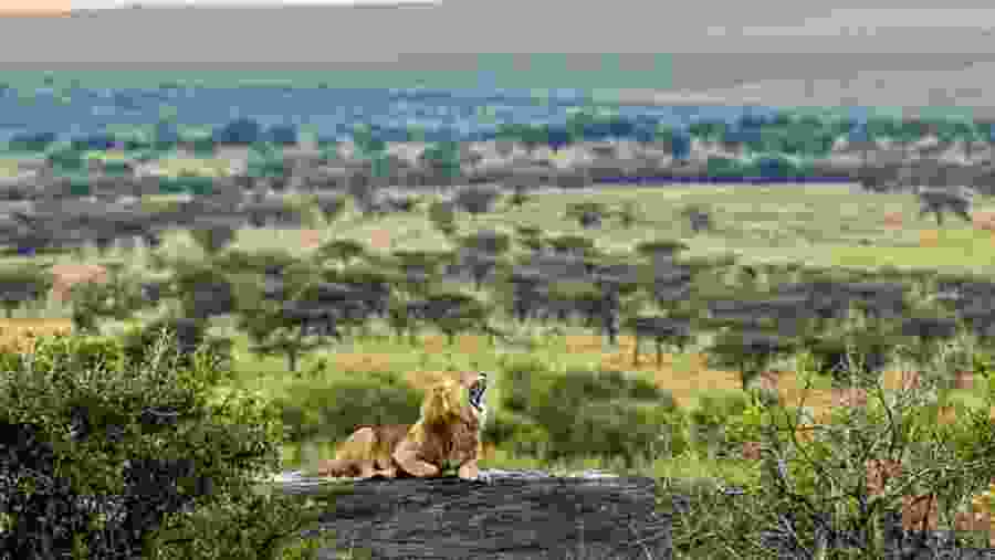 Wildlife Safari at Tarangire National Park
