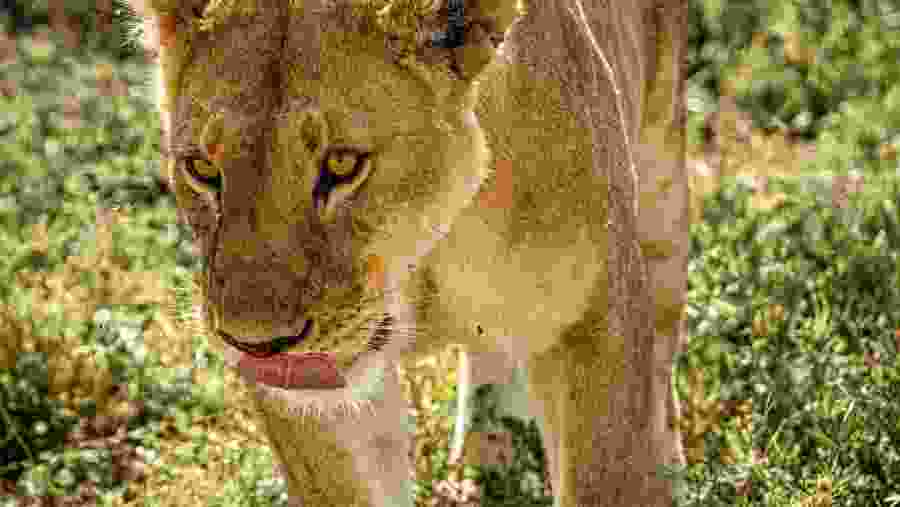 Panthera leo leo