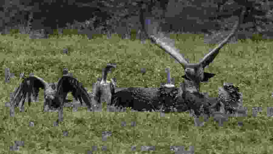 Vultures in Ngorongoro Crater