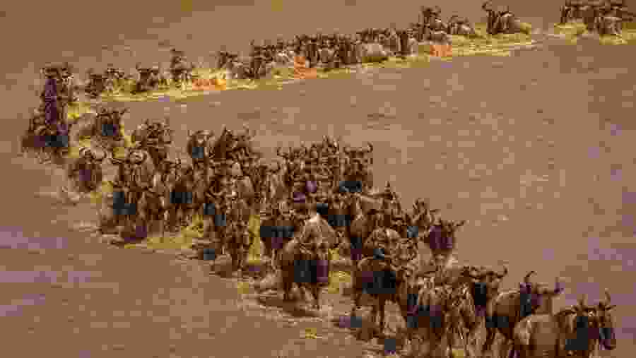 Witness the Great Wildebeest Migration
