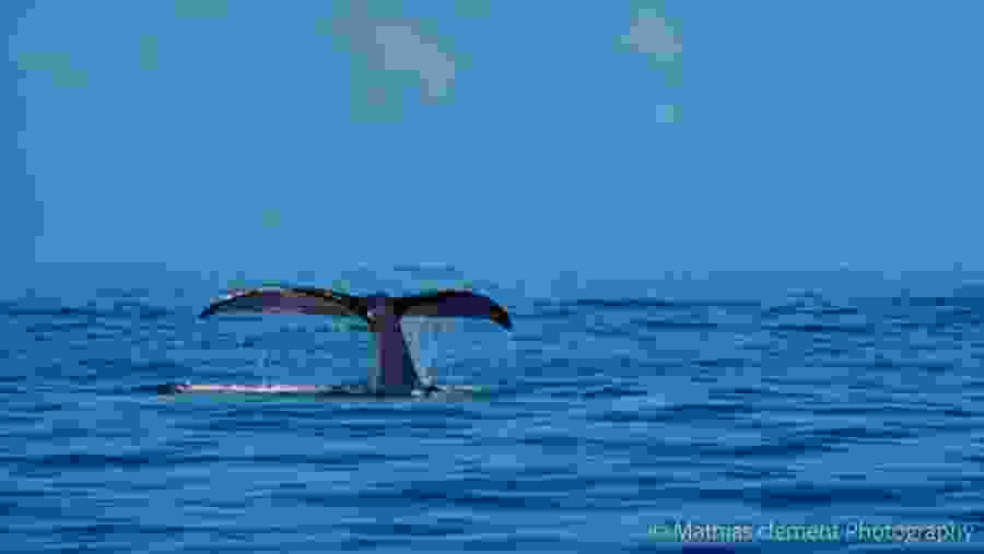 Whale Watching