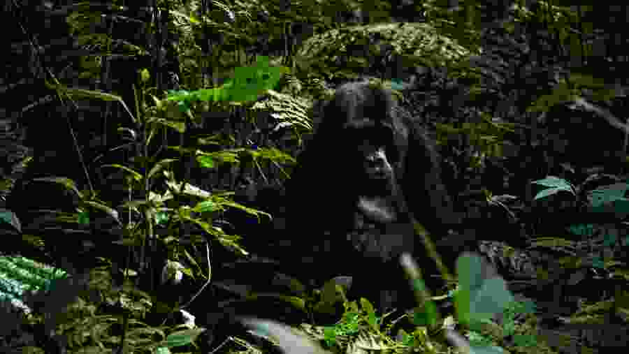 Gorilla