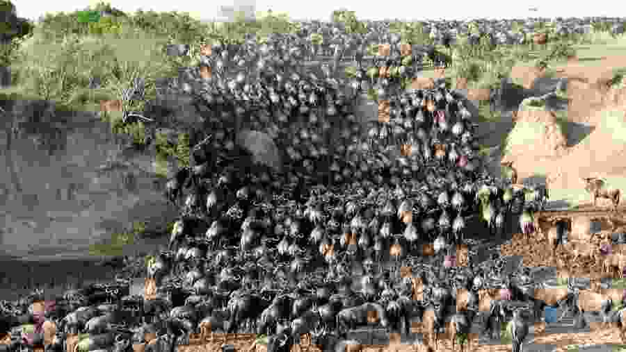 Witness the African wildlife