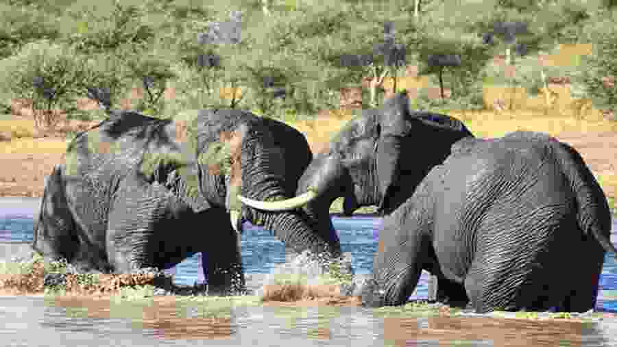 Witness the African wildlife