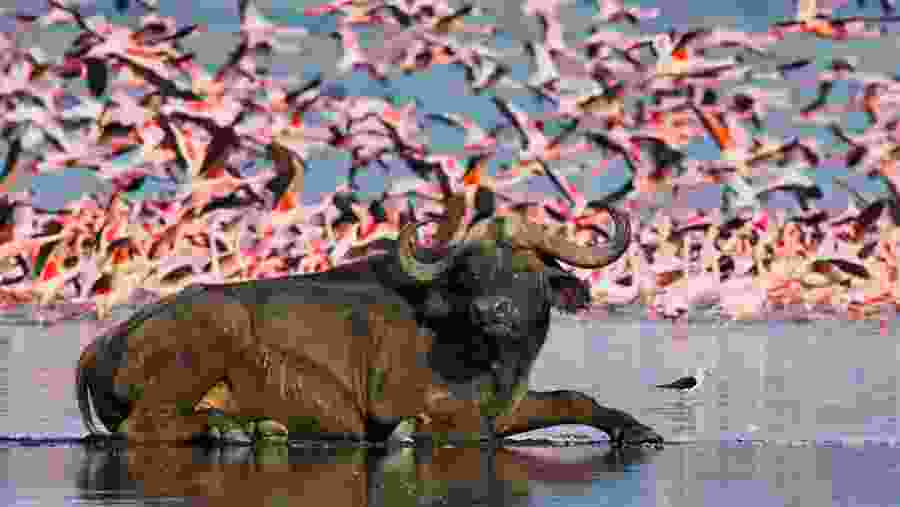 Buffalo and Birds