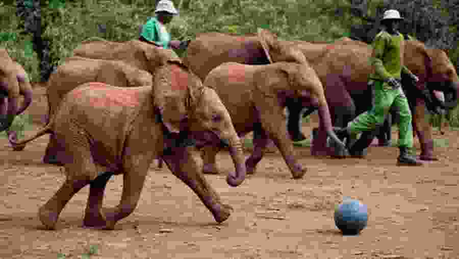 Sheldrick orphange, Nairobi
