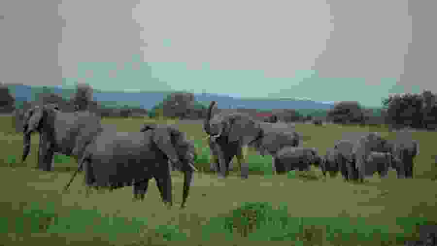 Elephants at Mikumi National Park