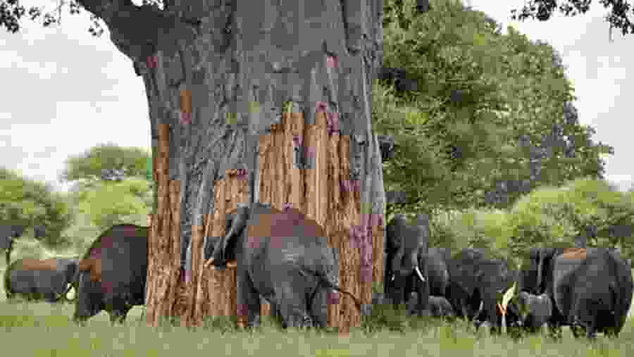 Witness herds of elephant at Tarangire National Park