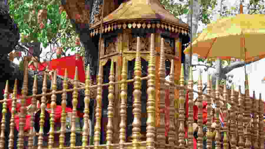 Jaya Sri Maha Bodhi, Sri Lanka