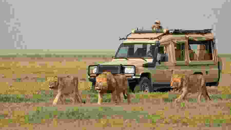 African national park