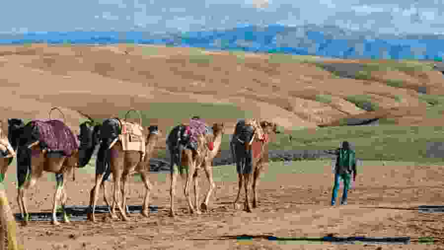 Camels of Agafay