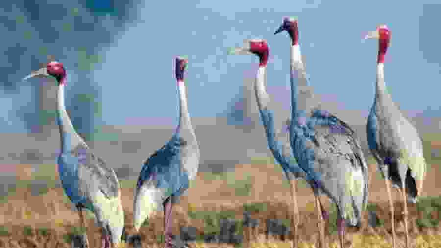 Bharatpur Bird Sanctuary